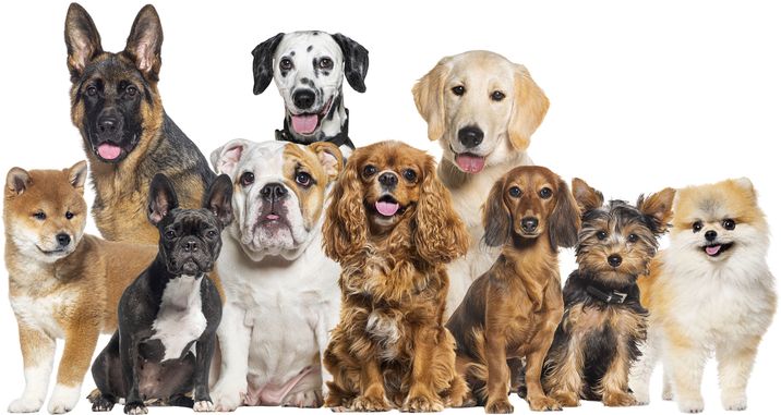Tesla PetCare Station TQ500 Pro - sada na starostlivosť o srsť domácich miláčikov