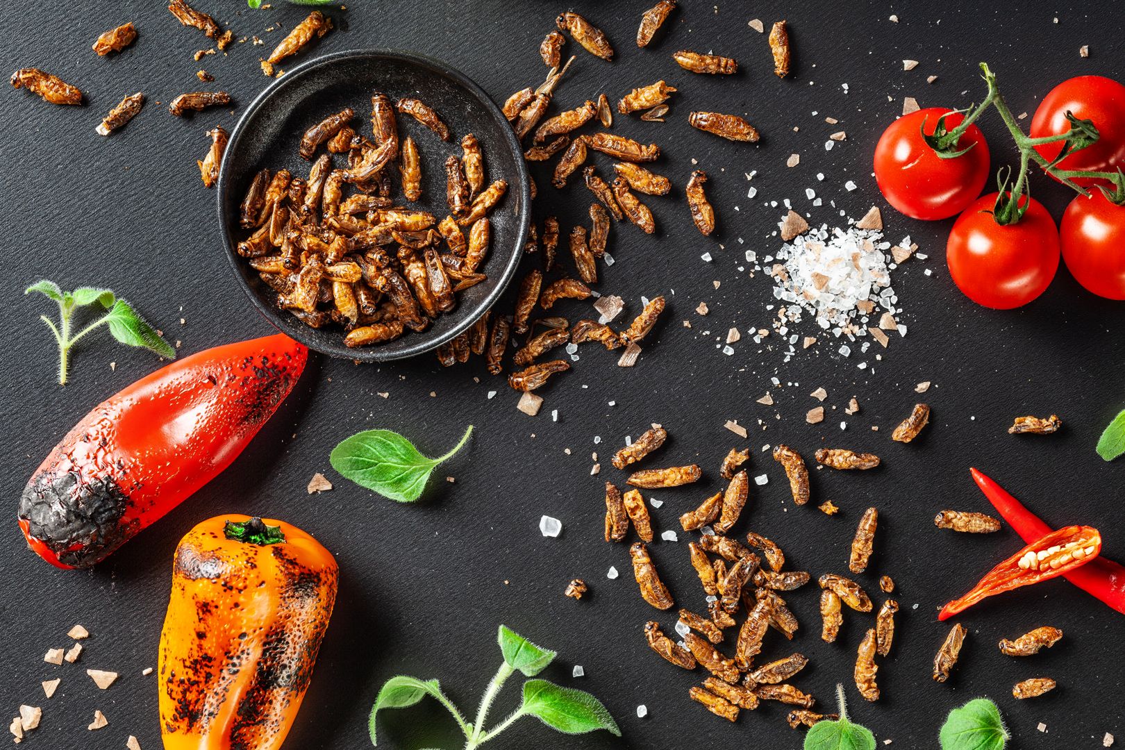 Sens Ochutnávkový balíček cvrčkov & červíkov 6 ks