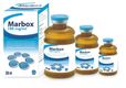 MARBOX 100ML INJ