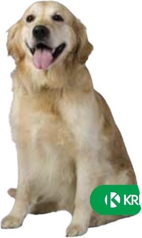 Fypryst Psy 20-40 kg Roztok na kvapkanie na kožu pre psov 1 ks