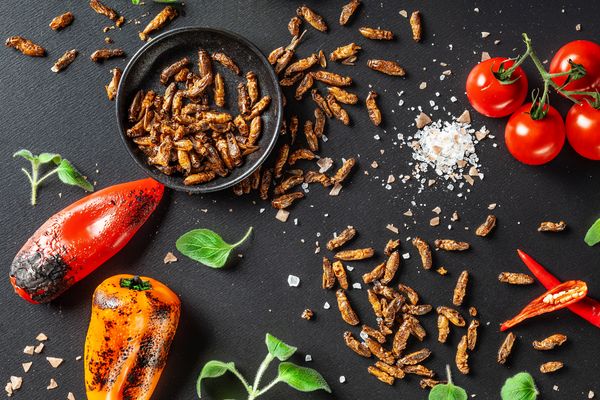 Sens Ochutnávkový balíček cvrčkov & červíkov 6 ks