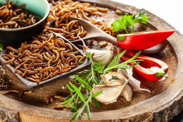 Sens Ochutnávkový balíček cvrčkov & červíkov 6 ks